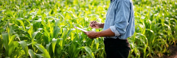 智能化农民在农田技术操作和规划系统控制的同时 对玉米蔬菜质量作物进行检测 并在剪贴板上写入蔬菜生长信息 — 图库照片