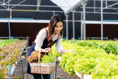 Tarım sektörü çiftçisi ve hidrofonik tarım konsepti, kadın salata sebzelerinin miktarını ve kalitesini, salata suyu bitkilerini serada tahtadan septe koymak için denetliyor..