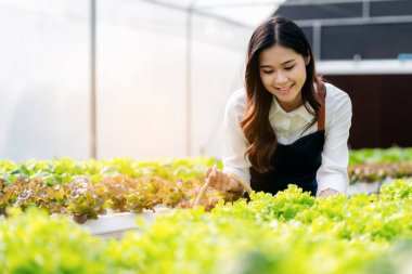 Tarım sektörü çiftçisi ve hidrofonik tarım konsepti, kadın salata sebzelerinin miktarını ve kalitesini, salata suyu bitkilerini serada tahtadan septe koymak için denetliyor..