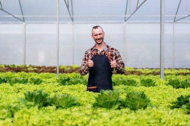 Tarım işçisi ve hidrofonik tarım konsepti, insan, serada salata hidroponik sebzeleri toplamadan önce salata sebzelerinin miktarını ve kalitesini inceledikten sonra başparmağını kaldırır..