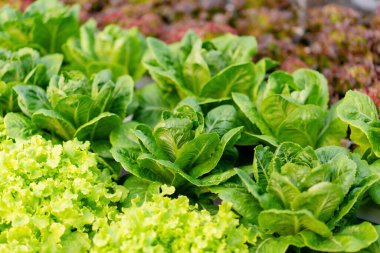 Tarım işçisi ve hidrofonik tarım konsepti, salata hidroponik sebze ürünü, seradaki hidroponik çiftliği teknolojisi tarafından üretiliyor ve kontrol ediliyor..