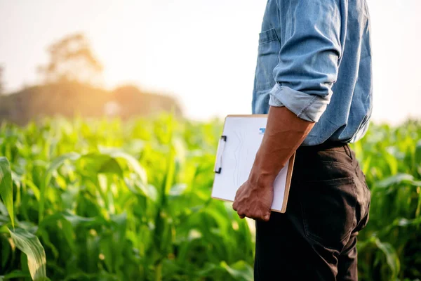 Умный Фермер Держит Буфер Обмена Документом Изучения Качественного Урожая Кукурузных — стоковое фото