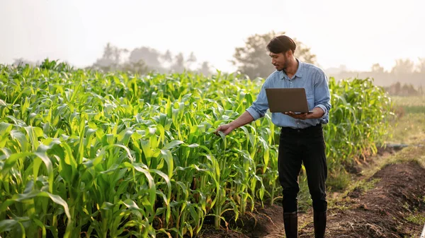 Smart Jordbrukare Som Använder Bärbar Dator För Att Undersöka Kvantitet — Stockfoto