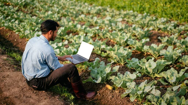 Smart Jordbrukare Skriva Tom Skärm Bärbar Dator För Att Undersöka — Stockfoto