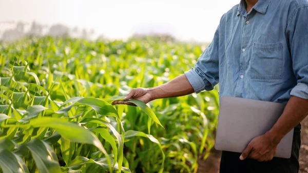 农田技术在耕地工作和规划系统控制中 聪明农民手握手提电脑 检测优质玉米蔬菜作物 — 图库照片