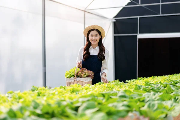 Agricultor Agronegócio Conceito Agricultura Hidropônica Mulher Inspecionando Quantidade Qualidade Legumes — Fotografia de Stock