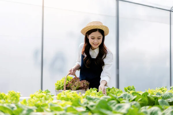 Agribusiness farmer and hydroponic farming concept, Woman inspecting quantity and quality of salad vegetables to harvesting salad hydroponics vegetables into wood basket in greenhouse.