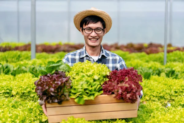 Genç Tarım Işletme Sahibi Çiftçi Sepetin Içinde Organik Hidroponik Sebzelerle — Stok fotoğraf