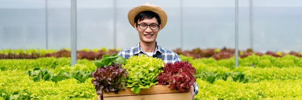Молодой Владелец Агробизнеса Фермер Работающий Собирающий Органические Гидропонные Овощи Корзине — стоковое фото
