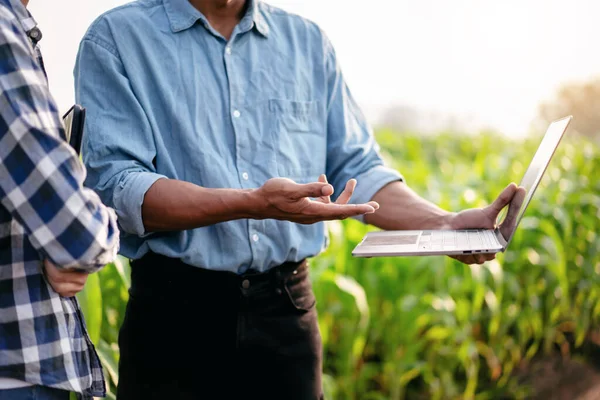 Два Умных Фермера Используют Ноутбук Исследования Количества Качества Кукурузных Овощей — стоковое фото