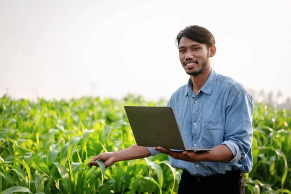 Умный Фермер Использующий Ноутбук Исследования Количества Качества Кукурузных Овощей Работе — стоковое фото