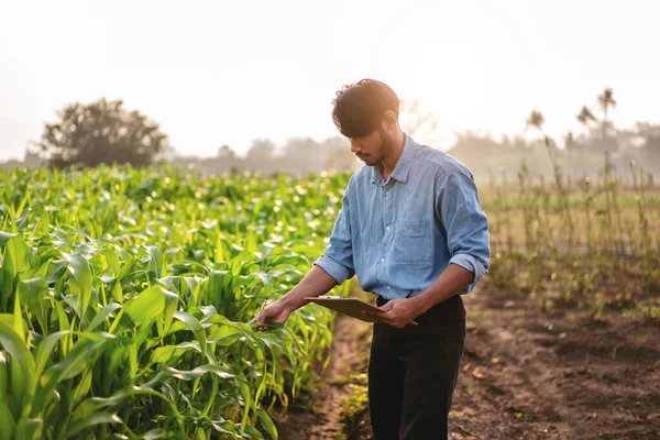 Smart Farmer Untersucht Qualitätsprodukte Von Maisgemüse Und Schreibt Gemüsewachstumsinformationen Auf — Stockfoto