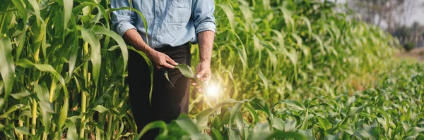 Smart Jordbrukare Som Arbetar Majsfält För Att Undersöka Kvaliteten Majsgrönsaker — Stockfoto
