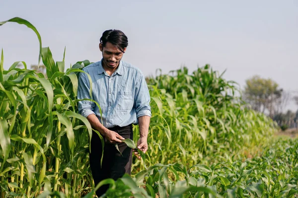 Умный Фермер Работающий Кукурузном Поле Проверяет Качество Кукурузных Овощей Планировании — стоковое фото