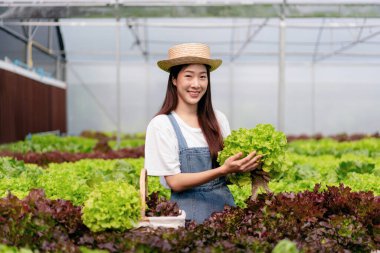 Elinde tablet tutan akıllı kadın sera ekiminde organik hidroponik sebze kalitesini kontrol ediyor. Satmak için ihracata hazırlanıyor..
