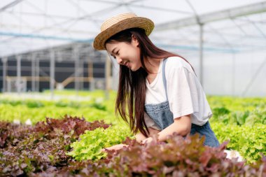 Elinde tablet tutan akıllı kadın sera ekiminde organik hidroponik sebze kalitesini kontrol ediyor. Satmak için ihracata hazırlanıyor..
