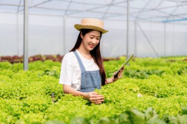 Elinde tablet tutan akıllı kadın sera ekiminde organik hidroponik sebze kalitesini kontrol ediyor. Satmak için ihracata hazırlanıyor..
