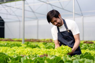 Tarım işçisi ve hidrofonik tarım konsepti, insan, serada salata hidroponik sebzeleri toplamadan önce sebzelerin miktarını ve kalitesini denetliyor..