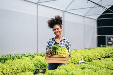 Tarım işçisi ve hidrofonik tarım konsepti, Afrikalı kadın, sera çiftliğinde salata suyu bitkisi topladıktan sonra gülümsüyor ve elinde bir sepet sebze salatası tutuyor..