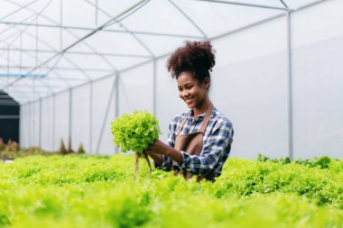 Tarım işçisi ve hidrofonik tarım kavramı, Afrikalı kadın sera çiftliğindeki salata hidrofonik sebzeleri toplamadan önce sebze miktarını ve kalitesini denetliyor..