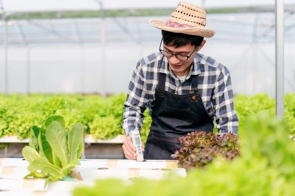 Tarım Işçisi Hidrofonik Tarım Kavramı Seradaki Salata Sebze Çiftliği Için — Stok fotoğraf