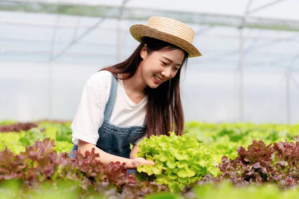 Woman smart farmer holding tablet working and checking organic hydroponic vegetable quality in greenhouse plantation to harvest preparing export to sell.