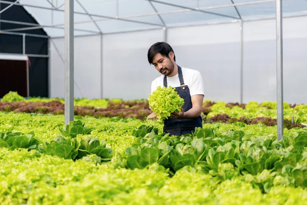 Tarım Işçisi Hidrofonik Tarım Konsepti Insan Serada Salata Hidroponik Sebzeleri — Stok fotoğraf