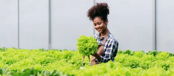 Agribusiness Farmer Hydroponic Farming Concept African Woman Inspecting Quantity Quality — Stock Photo, Image