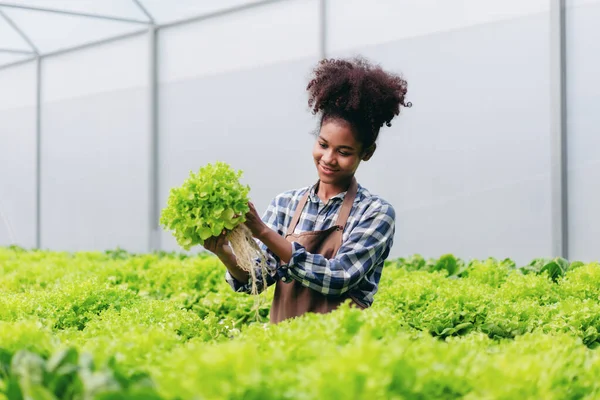 Agribusiness Farmer Hydroponic Farming Concept African Woman Inspecting Quantity Quality — Stock Photo, Image