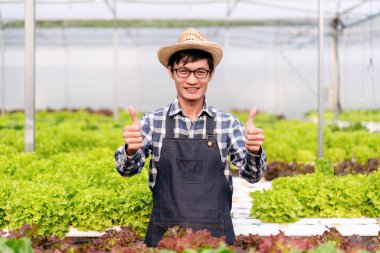 Tarım işçisi ve hidrofonik tarım konsepti, insan, serada salata hidroponik sebzeleri toplamadan önce salata sebzelerinin miktarını ve kalitesini inceledikten sonra başparmağını kaldırır..