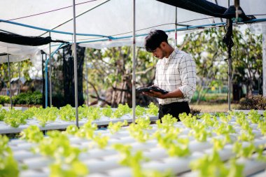 Elinde tablet tutan akıllı çiftçi sera ekiminde organik sebze kalitesini kontrol ederek ürün ihracatına hazırlanıyor..