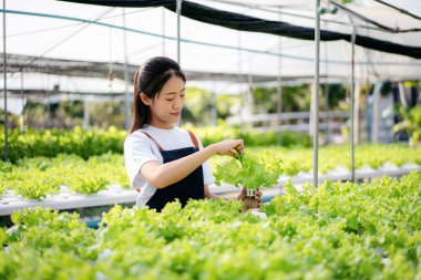Akıllı kadın çiftçi, sera plantasyonunda organik sebze kalitesini kontrol ediyor ve çalışıyor..