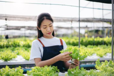 Akıllı kadın çiftçi, sera plantasyonunda organik sebze kalitesini kontrol ediyor ve çalışıyor..