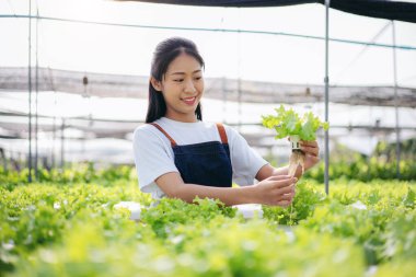 Akıllı kadın çiftçi, sera plantasyonunda organik sebze kalitesini kontrol ediyor ve çalışıyor..
