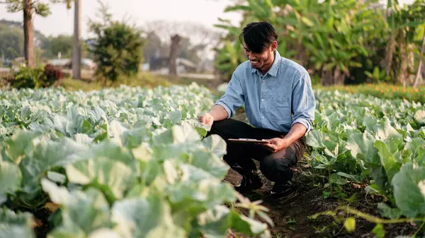 Smart farmer holding document clipboard to checking and examining quality crop and growth of cabbage vegetables while working and planning system control with technology at agricultural field.