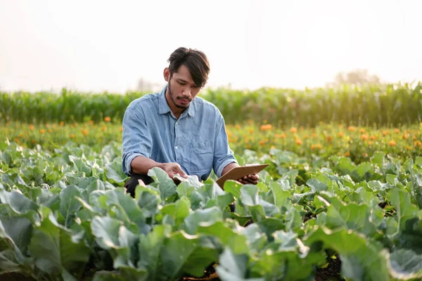 Smart farmer holding document clipboard to checking and examining quality crop and growth of cabbage vegetables while working and planning system control with technology at agricultural field.