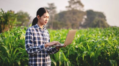 Akıllı çiftçi tarım alanındaki teknolojiyle çalışırken ve sistem kontrolünü planlarken mısır sebzelerinin miktarını ve kalitesini incelemek için dizüstü bilgisayar kullanıyor..