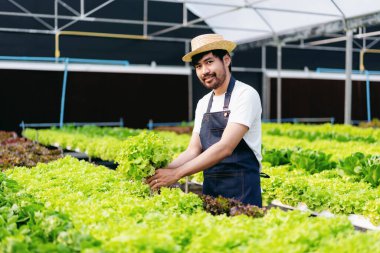 Genç tarım işletme sahibi çiftçi ve organik hidroponik sebze kalitesini kontrol ederek sera plantasyonunda işletmeye ihracata hazırlanıyor..