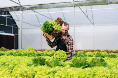 Genç tarım işçisi akıllı çiftçi sepetin içinde organik hidroponik sebze tutuyor. Kalite kontrol ve ihracata hazırlanmak için..