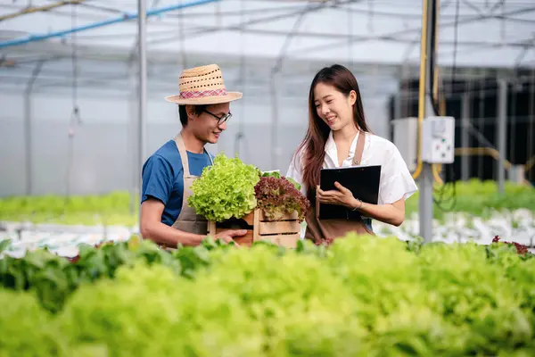 Deux Propriétaires Agrobusiness Couple Agriculteur Travaillant Exploitant Contrôlant Les Légumes — Photo