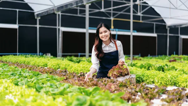 Woman Smart Farmer Working Checking Organic Hydroponic Vegetable Quality Greenhouse — Stock Photo, Image