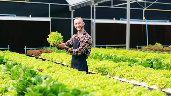 Jonge Agrarisch Eigenaar Landbouwer Werkt Controleert Biologische Hydrocultuur Groente Kwaliteit — Stockfoto