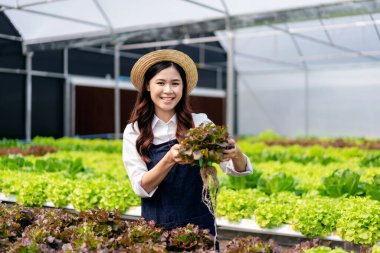Tarım işçisi ve hidrofonik tarım kavramı, serada salata hidroponik sebzeleri toplamadan önce salata sebzelerinin miktarını ve kalitesini incelemek için kırmızı meşe tutan kadın..