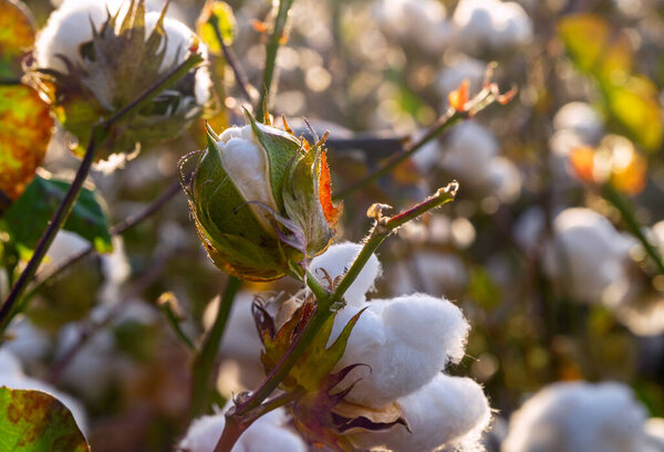 Close up photo of ripe cotton field. Concept of cotton harvest.