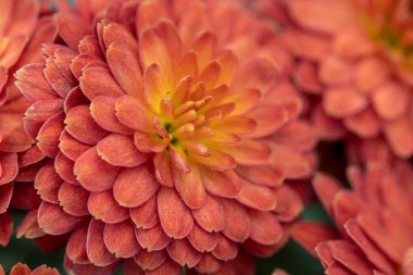 Yıldız çiçeğinin sığ alan derinliğindeki Macro fotoğrafı.