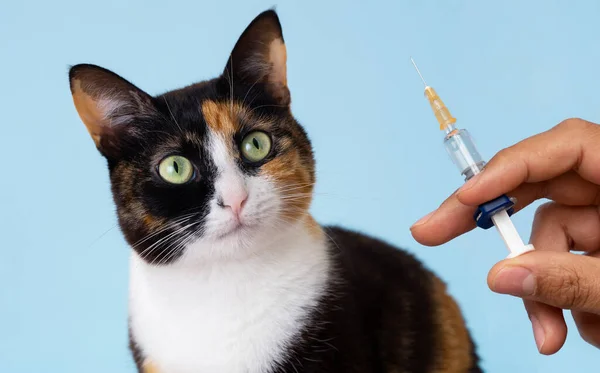 手拿着注射器和猫惊恐地看着的近照 宠物兽医诊所或定期注射动物护理疫苗的概念 图库图片