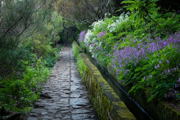 Belo Caminho Lado Canal Levada Madeira Portugal Com Flores Redor — Fotografia de Stock