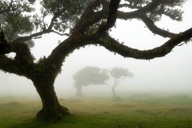 Portekiz 'in Madeira Adası Fanal Ormanı' ndaki tipik mistik sisli atmosfer. Yosun ve eğrelti otuyla kaplı antik defne ağacı.