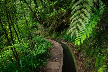 Levada 'nın arka planına sahip yemyeşil eğreltiotu, Madeira Adası' nın tipik sulama kanalı. Adı PR-18, Levada do Rei ormanda yürüyor..