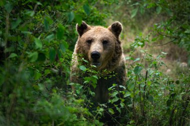 Marsican brown bear looking through the trees and bushes. Direct meeting with the dangerous mammal. clipart